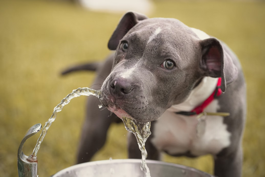 The Hidden Dangers of Cheap Pet Water Fountains: Why Your Dog Deserves Better