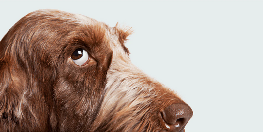 How to raise pets scientifically? These are the electronics you must know!
