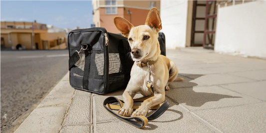3 Must-Have IoT Pet Gadgets for Busy Millennial Pet Parents